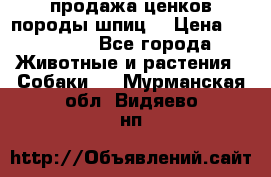 продажа ценков породы шпиц  › Цена ­ 35 000 - Все города Животные и растения » Собаки   . Мурманская обл.,Видяево нп